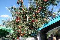 Dsc01368